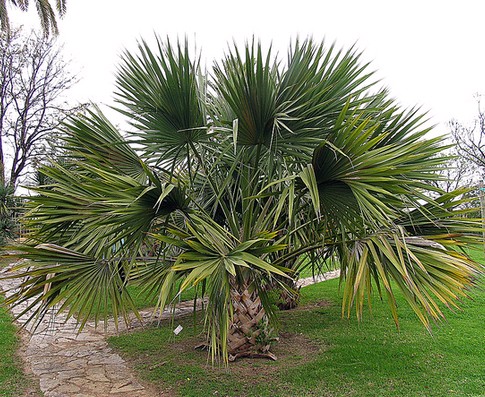 Sabal Minor